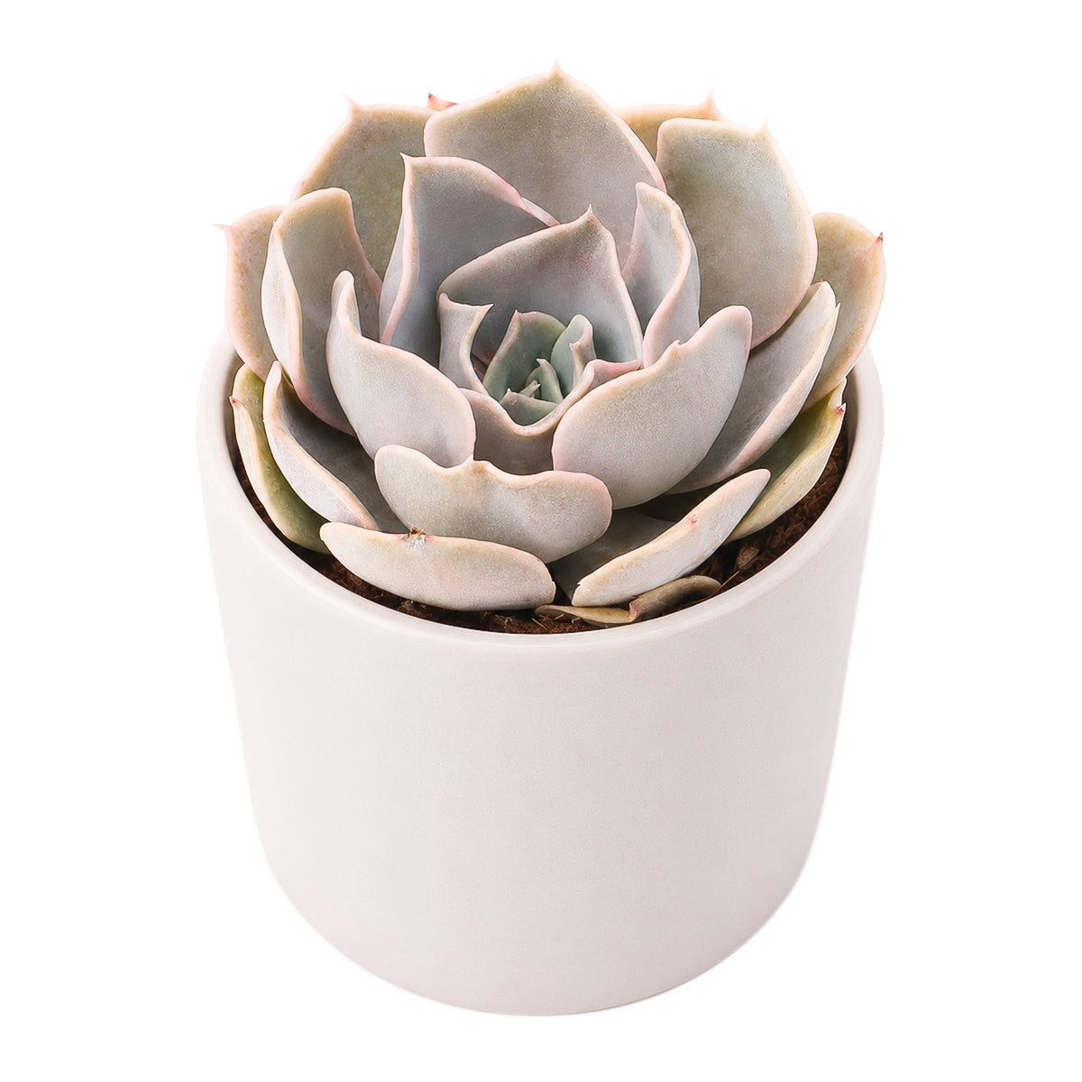 2 inch Echeveria Big Lilac, green succulents, indoor succulents, succulent care guide, buy succulents online