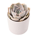 2 inch Echeveria Big Lilac, green succulents, indoor succulents, succulent care guide, buy succulents online
