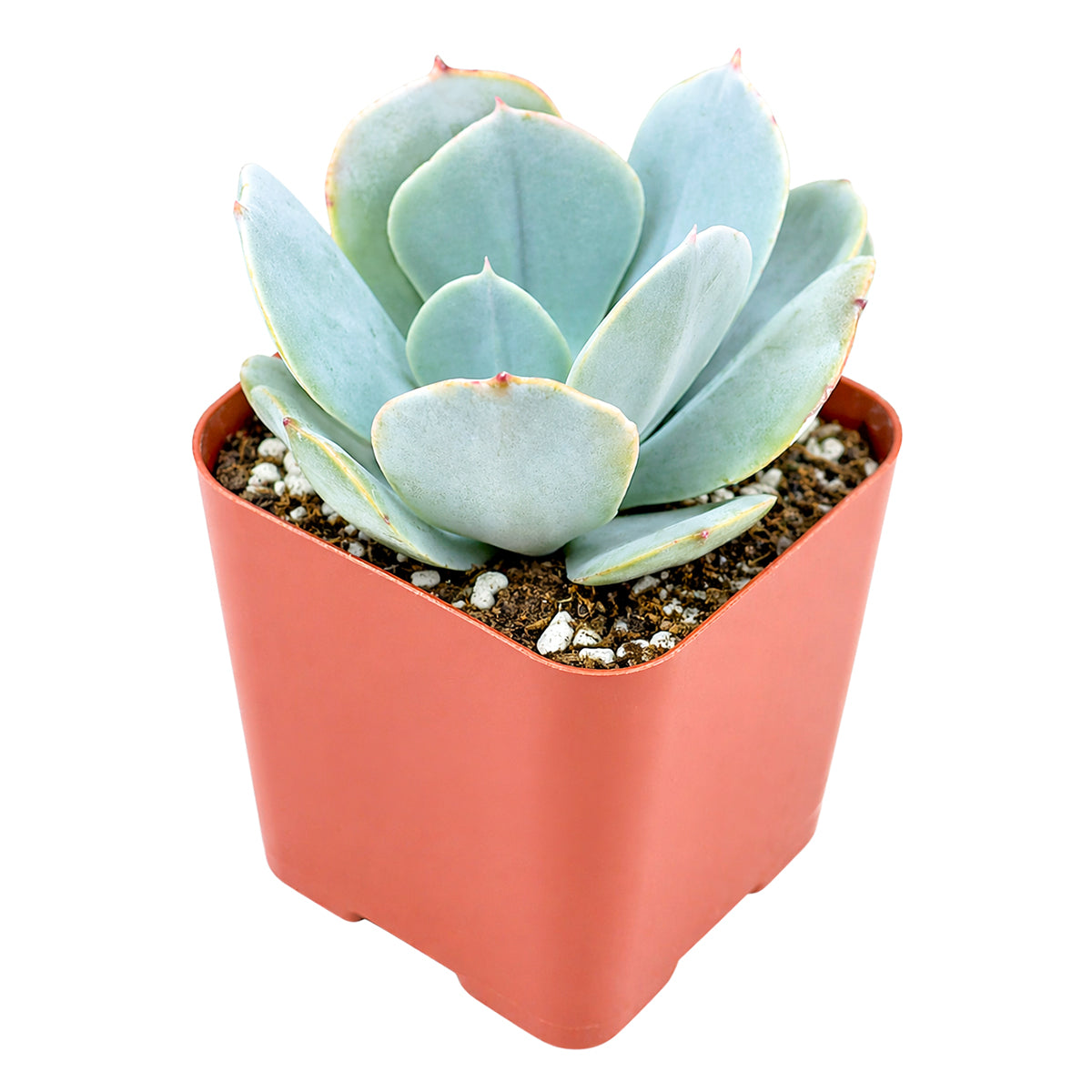 Echeveria 'Blue Dude'