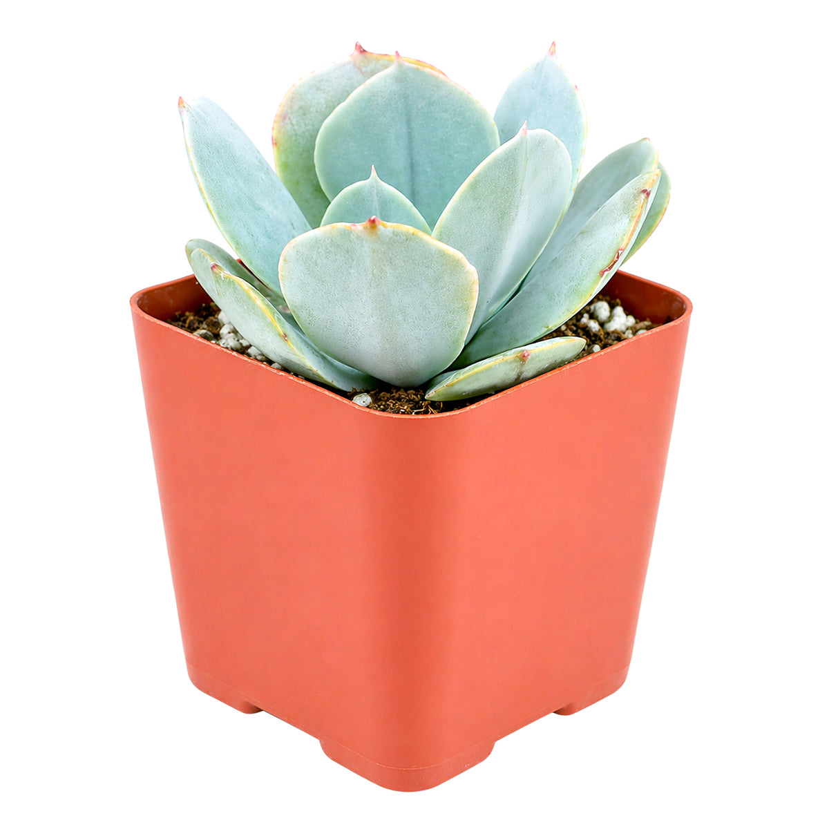 Echeveria 'Blue Dude'