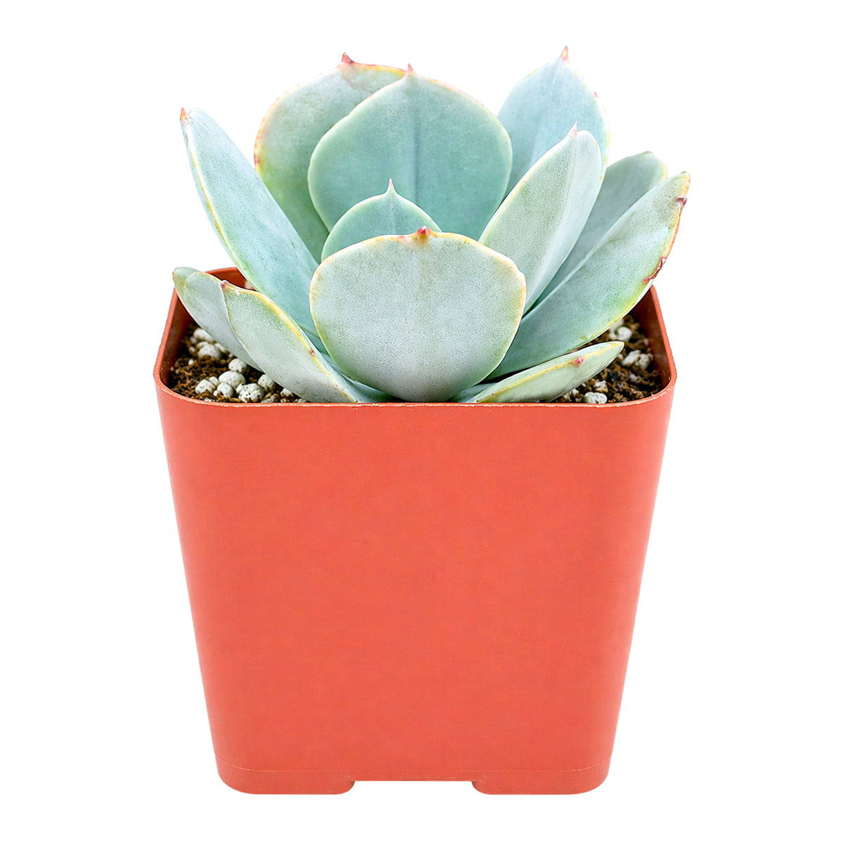 Echeveria 'Blue Dude'