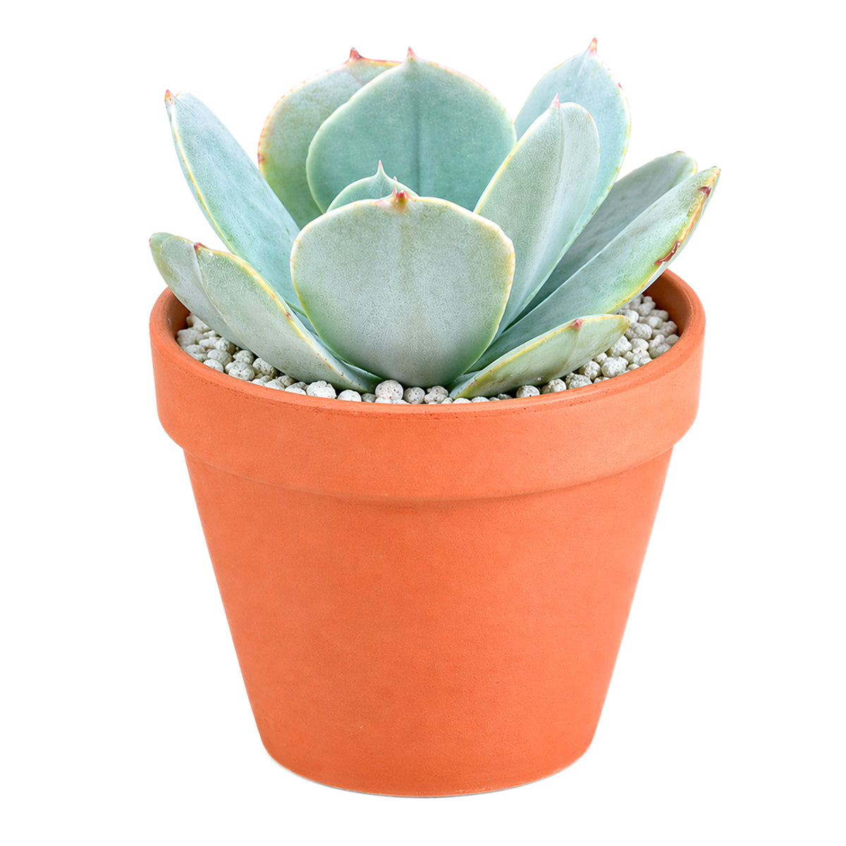 Echeveria 'Blue Dude'