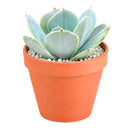 Echeveria 'Blue Dude'
