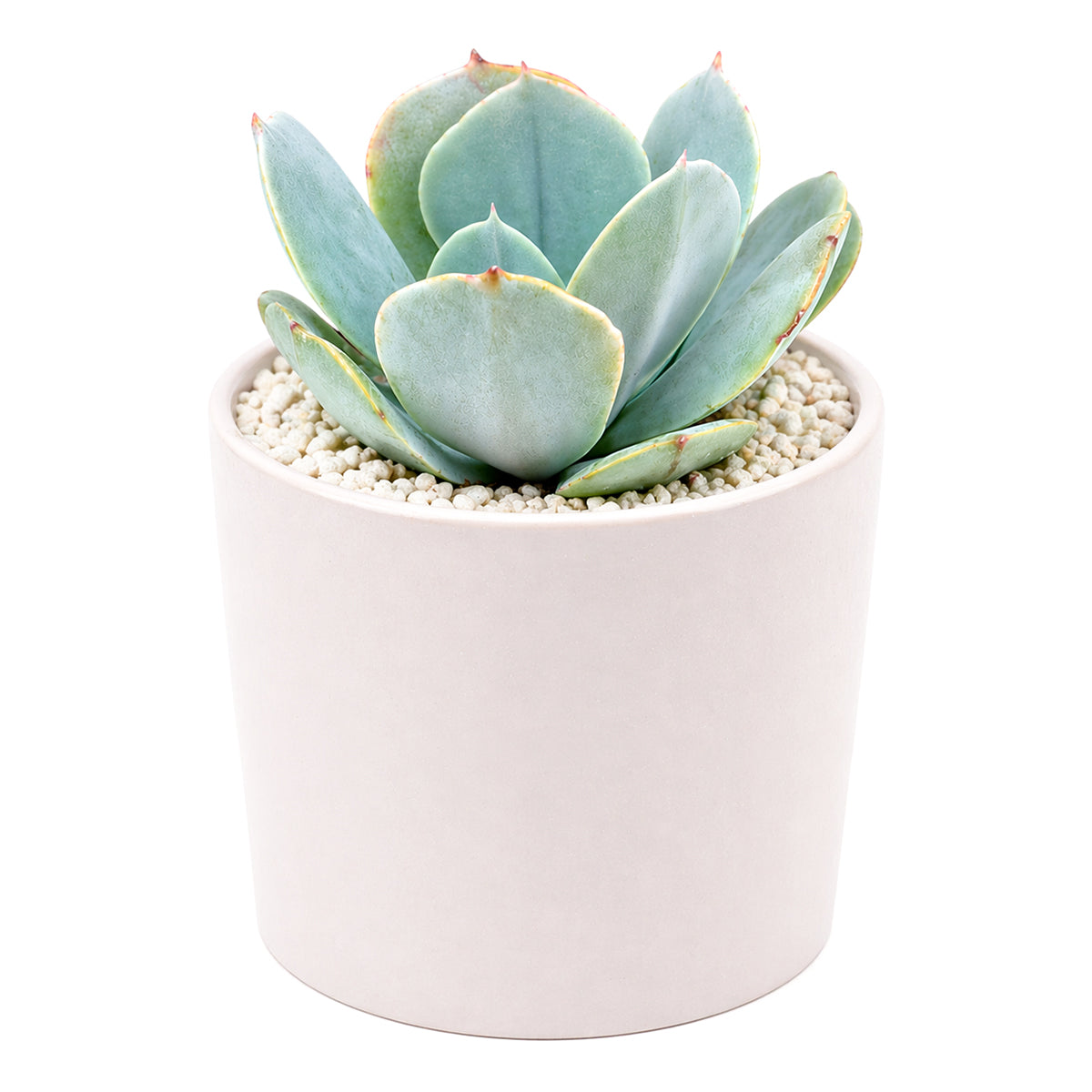 Echeveria 'Blue Dude'