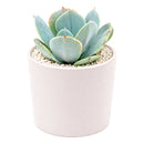 Echeveria 'Blue Dude'