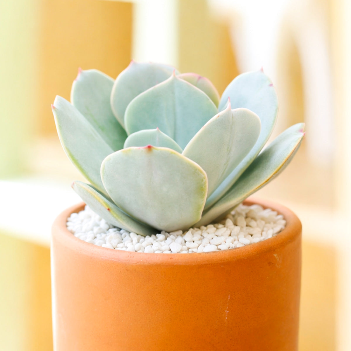 Echeveria 'Blue Dude'