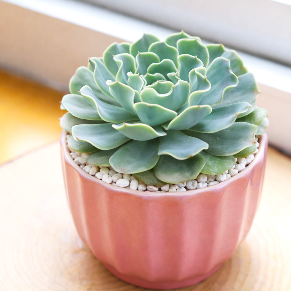 2 inch/4 inch Echeveria 'Blue Ruffles', green succulents, indoor succulents, succulent care guide, buy succulents online