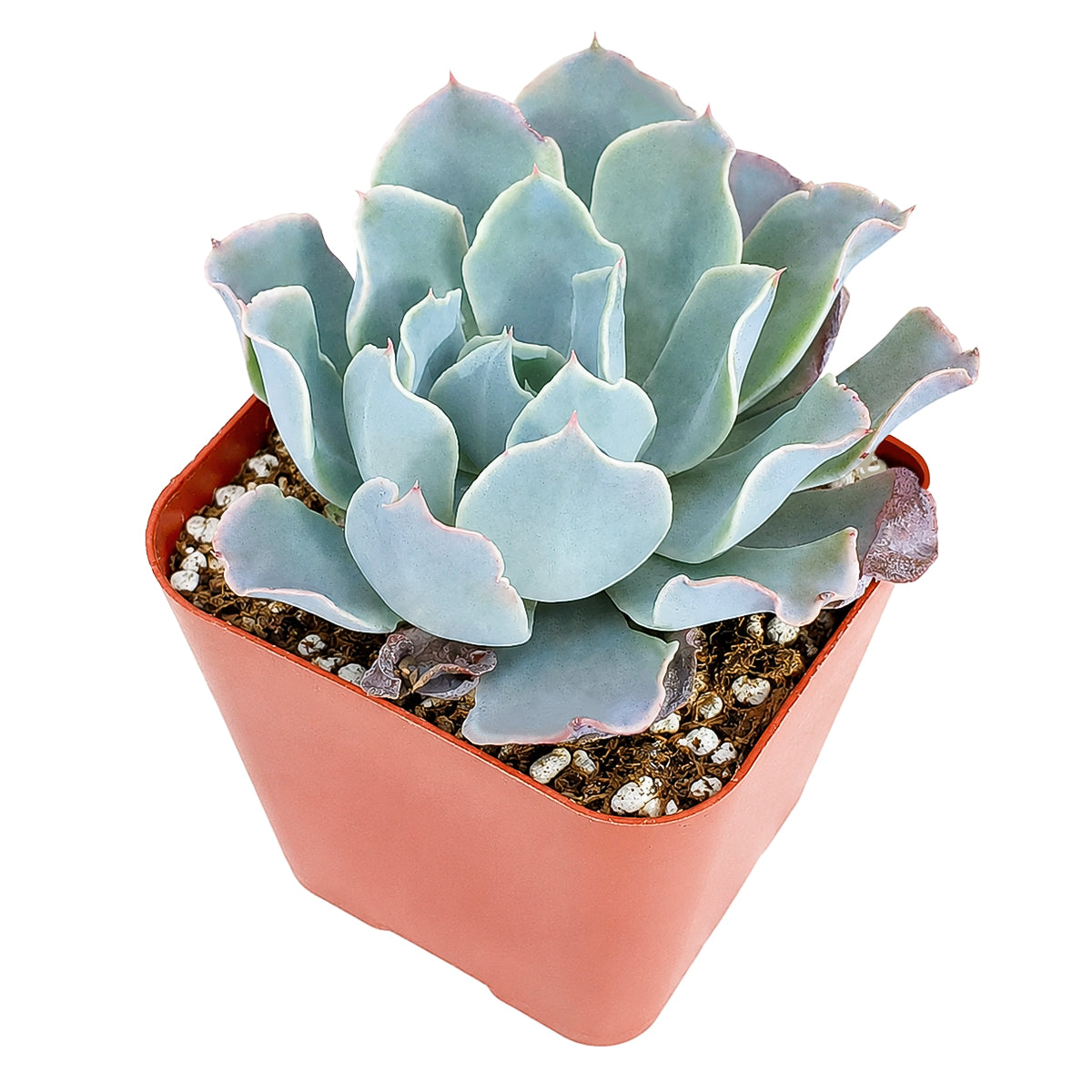 2 inch/4 inch Echeveria 'Blue Ruffles', green succulents, indoor succulents, succulent care guide, buy succulents online