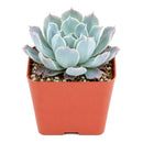 2 inch/4 inch Echeveria 'Blue Ruffles', green succulents, indoor succulents, succulent care guide, buy succulents online