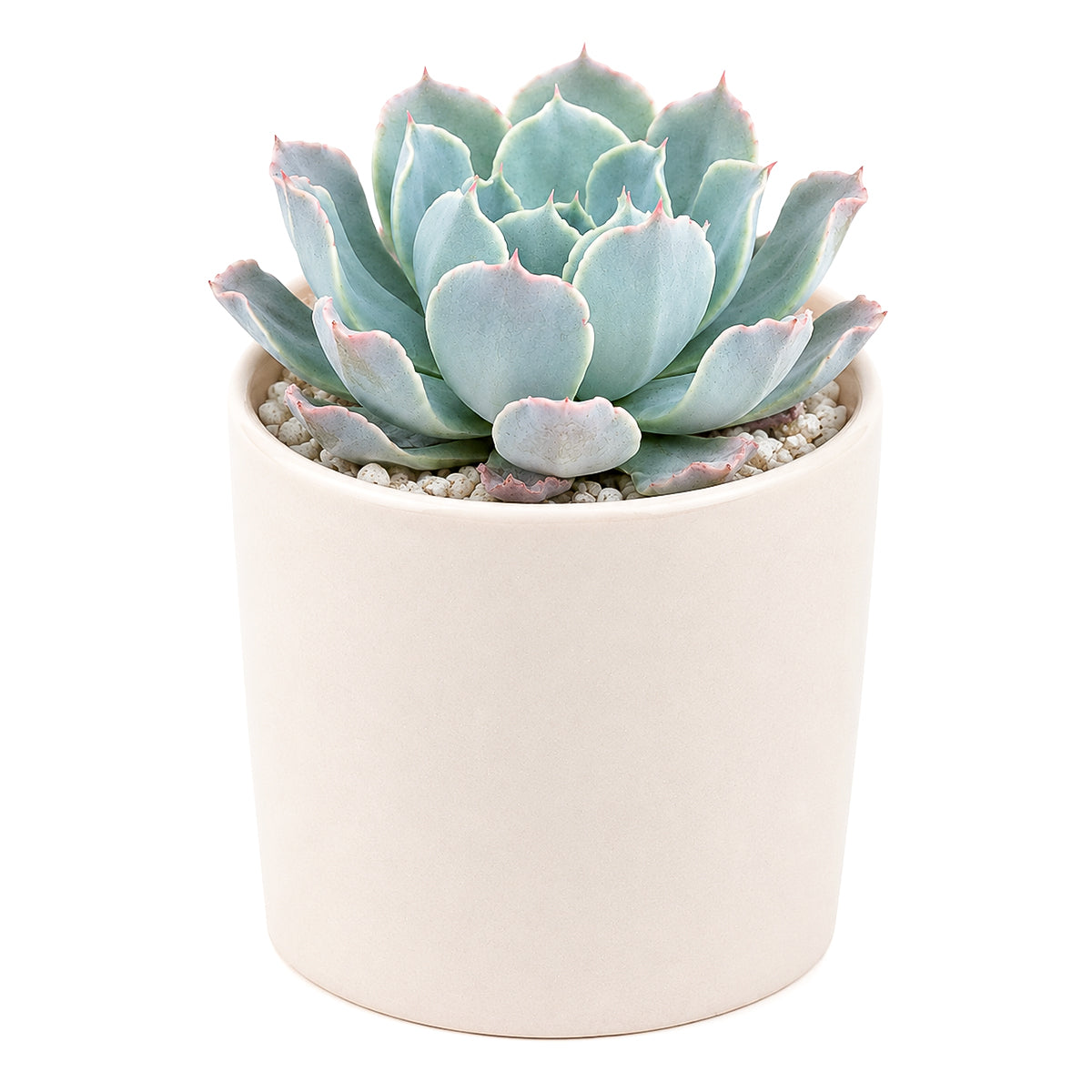 2 inch/4 inch Echeveria 'Blue Ruffles', green succulents, indoor succulents, succulent care guide, buy succulents online