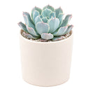 2 inch/4 inch Echeveria 'Blue Ruffles', green succulents, indoor succulents, succulent care guide, buy succulents online
