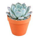 2 inch/4 inch Echeveria 'Blue Ruffles', green succulents, indoor succulents, succulent care guide, buy succulents online