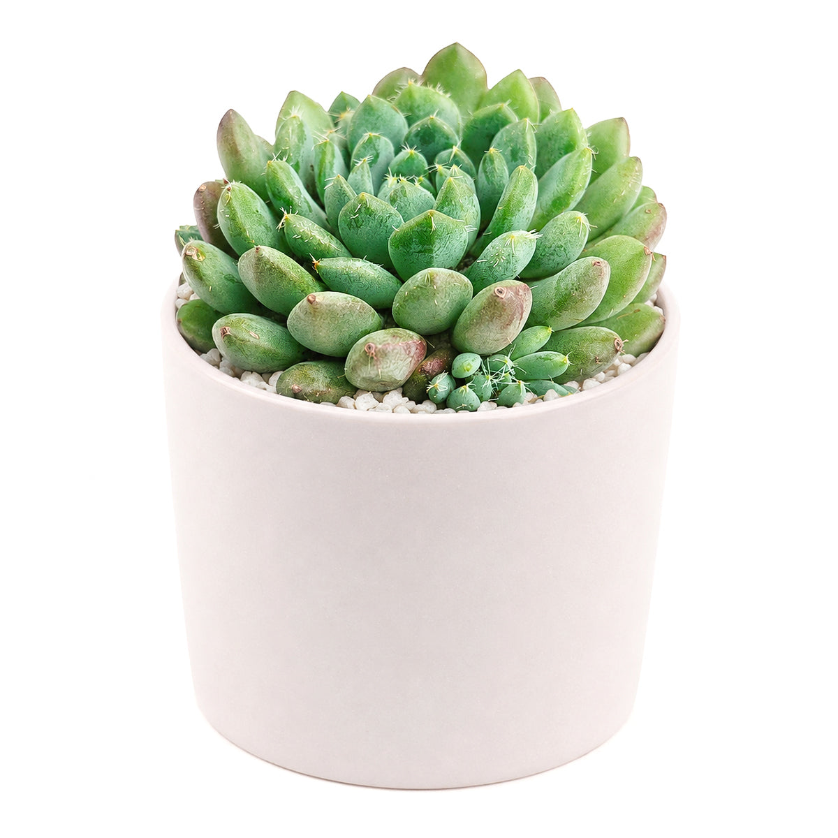 Echeveria 'Blue Sunshine' in a plastic pot, green succulents, indoor succulents, succulent care guide, buy succulents online