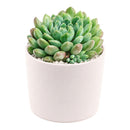 Echeveria 'Blue Sunshine' in a plastic pot, green succulents, indoor succulents, succulent care guide, buy succulents online
