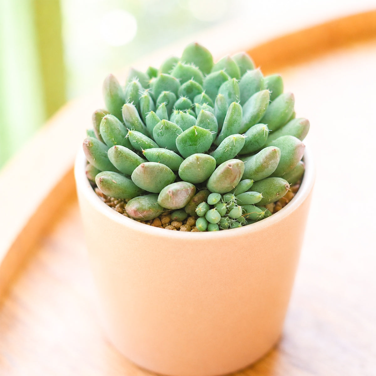 Echeveria 'Blue Sunshine' in a plastic pot, green succulents, indoor succulents, succulent care guide, buy succulents online