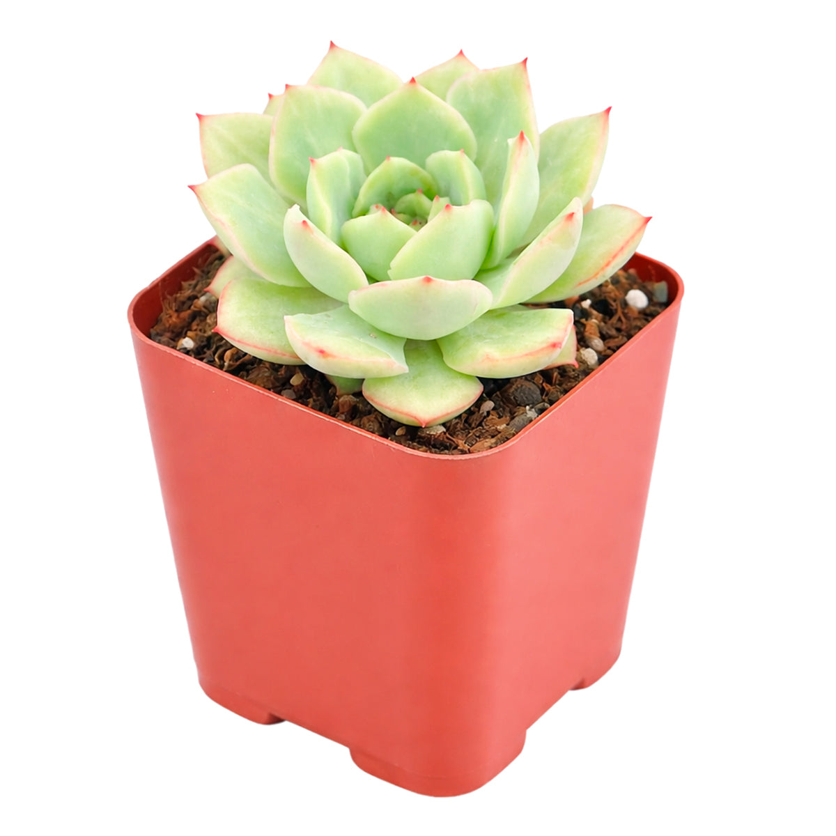 Echeveria 'California Queen'