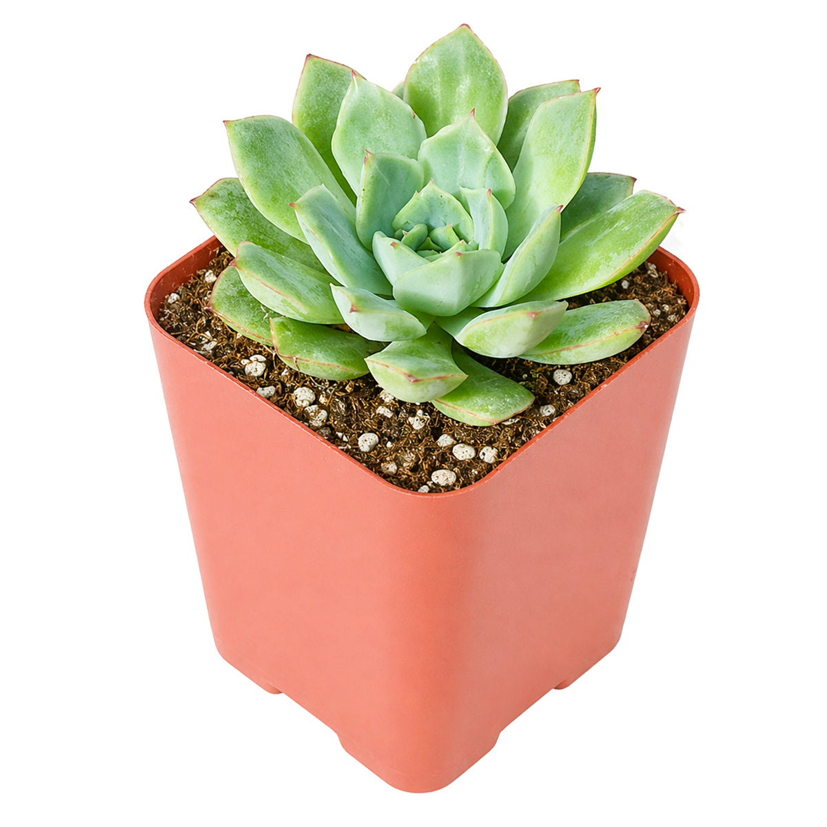 Echeveria 'California Queen'