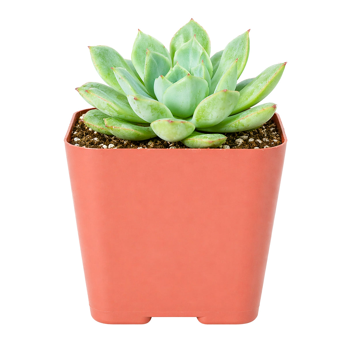 Echeveria 'California Queen'