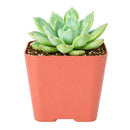 Echeveria 'California Queen'