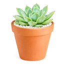 Echeveria 'California Queen'
