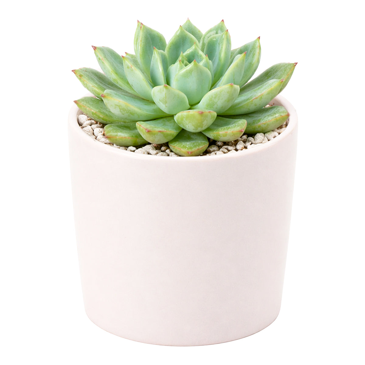 Echeveria 'California Queen'