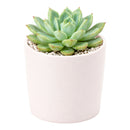 Echeveria 'California Queen'