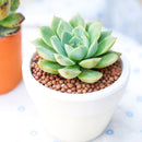 Echeveria 'California Queen'