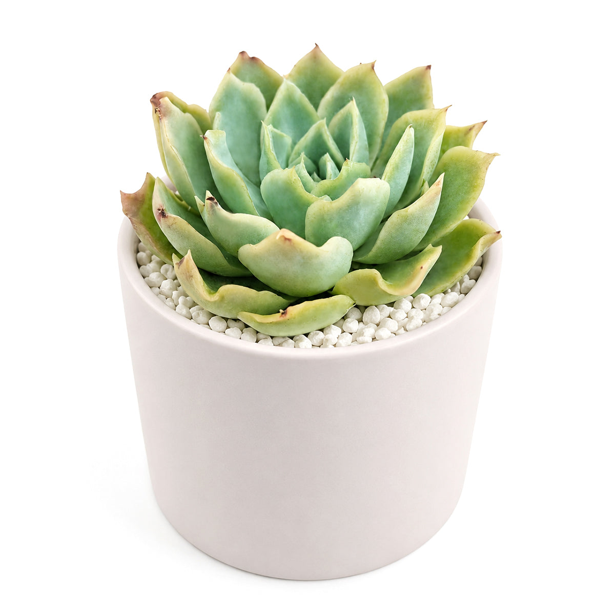 buy echeveria 'carino' live succulent 2 inch online, tightly packed low-growing rosette with smooth glaucous leaf surface, distinctive grey-medium green coloring with subtle elegance, easy-care drought tolerant and beginner friendly
