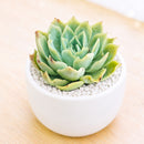 Succulent plants for sale, Succulent gifts, Growing succulents indoors, Small indoor plants, Decorative small plants for home