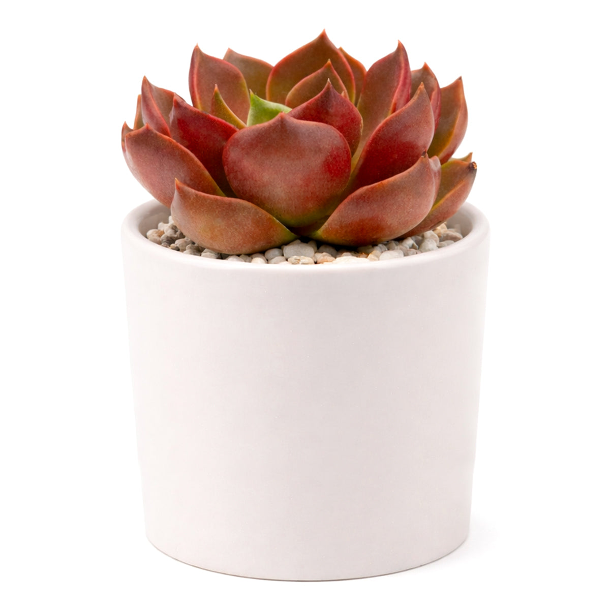 Echeveria 'Churro'