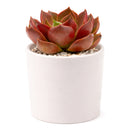 Echeveria 'Churro'