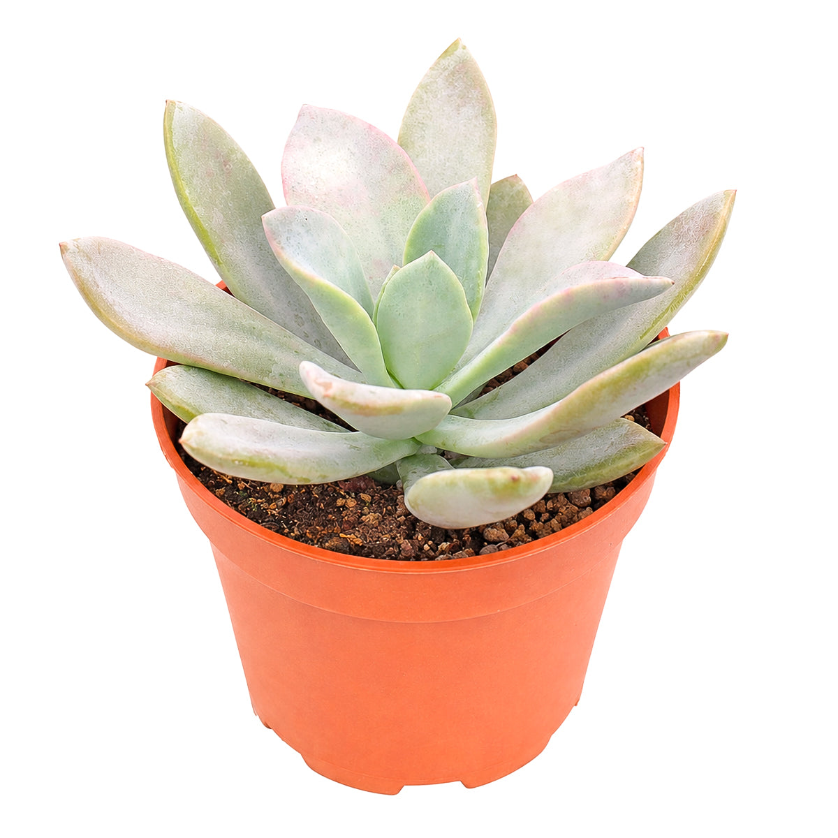 Buy 4 inch Echeveria 'Costa Brava' online. Echeveria 'Costa Brava' is a compact ornamental succulent known for its elegant rosette form and easy-care nature. It grows best in bright light with fast-draining soil and is highly drought-tolerant once established. This attractive succulent is an excellent choice for indoor décor, succulent gardens, or as a thoughtful gift for plant lovers.