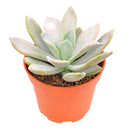 2 inch Echeveria 'Costa Brava' for sale. Echeveria 'Costa Brava' is an eye-catching succulent admired for its symmetrical rosette shape and attractive foliage. It grows best in bright light with fast-draining soil and needs minimal watering to stay healthy. This low-maintenance plant is ideal for windowsills, desks, or decorative succulent arrangements.
