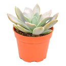 2 inch Echeveria 'Costa Brava' for sale. Echeveria 'Costa Brava' is an eye-catching succulent admired for its symmetrical rosette shape and attractive foliage. It grows best in bright light with fast-draining soil and needs minimal watering to stay healthy. This low-maintenance plant is ideal for windowsills, desks, or decorative succulent arrangements.