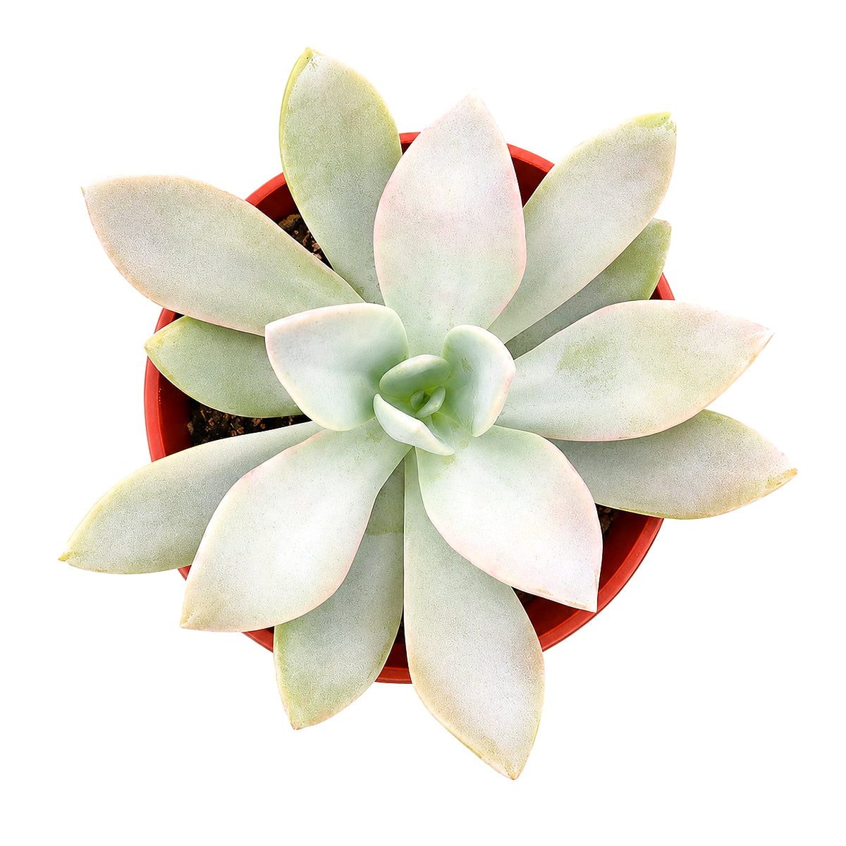 Buy 2 inch Echeveria 'Costa Brava' online. This elegant succulent is prized for its sculptural rosette and thick leaves that bring natural beauty to any space. It prefers bright light, well-draining soil, and infrequent watering for healthy growth. This easy-care plant is perfect for beginners, collectors, or anyone looking for a stylish indoor succulent.