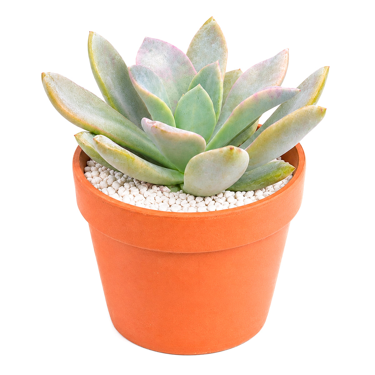 2 inch Echeveria 'Costa Brava' for sale. Echeveria 'Costa Brava' is an eye-catching succulent admired for its symmetrical rosette shape and attractive foliage. It grows best in bright light with fast-draining soil and needs minimal watering to stay healthy. This low-maintenance plant is ideal for windowsills, desks, or decorative succulent arrangements.