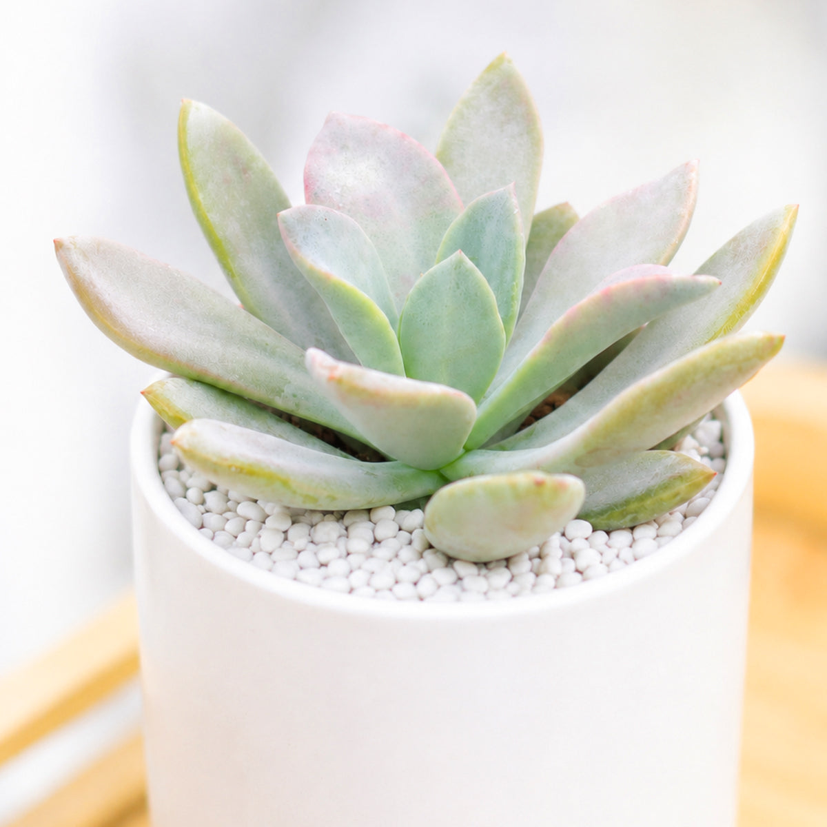 Buy 2 inch Echeveria 'Costa Brava' online. Echeveria 'Costa Brava' is a beautiful succulent featuring compact rosettes with thick, fleshy leaves that add timeless elegance to any indoor plant collection. It thrives in bright light with well-draining soil and requires only occasional watering, making it an easy-care choice. This charming succulent is perfect for homes, offices, or anyone looking to expand their succulent collection.