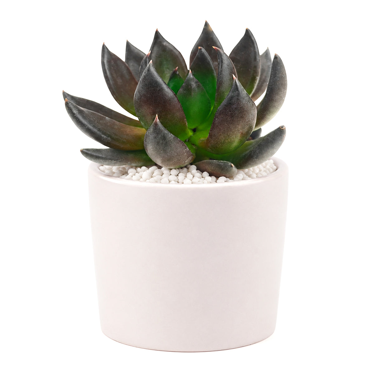 2 inch Echeveria Dark Rose, purple succulents, Buy succulents online, Succulent plants for sale, Succulent gifts, Growing succulents indoors, Small indoor plants