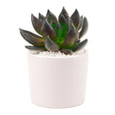 2 inch Echeveria Dark Rose, purple succulents, Buy succulents online, Succulent plants for sale, Succulent gifts, Growing succulents indoors, Small indoor plants