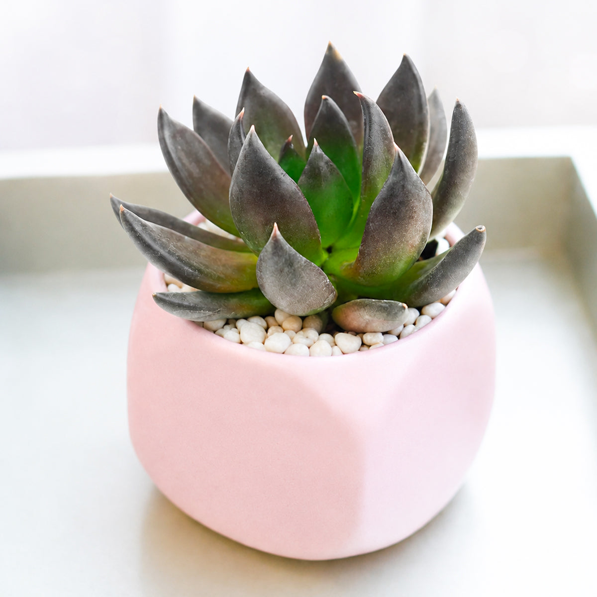 2 inch Echeveria Dark Rose, purple succulents, Buy succulents online, Succulent plants for sale, Succulent gifts, Growing succulents indoors, Small indoor plants