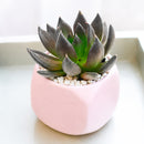 2 inch Echeveria Dark Rose, purple succulents, Buy succulents online, Succulent plants for sale, Succulent gifts, Growing succulents indoors, Small indoor plants