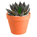 2 inch Echeveria Dark Rose, purple succulents, Buy succulents online, Succulent plants for sale, Succulent gifts, Growing succulents indoors, Small indoor plants