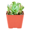 Echeveria Dark Vader