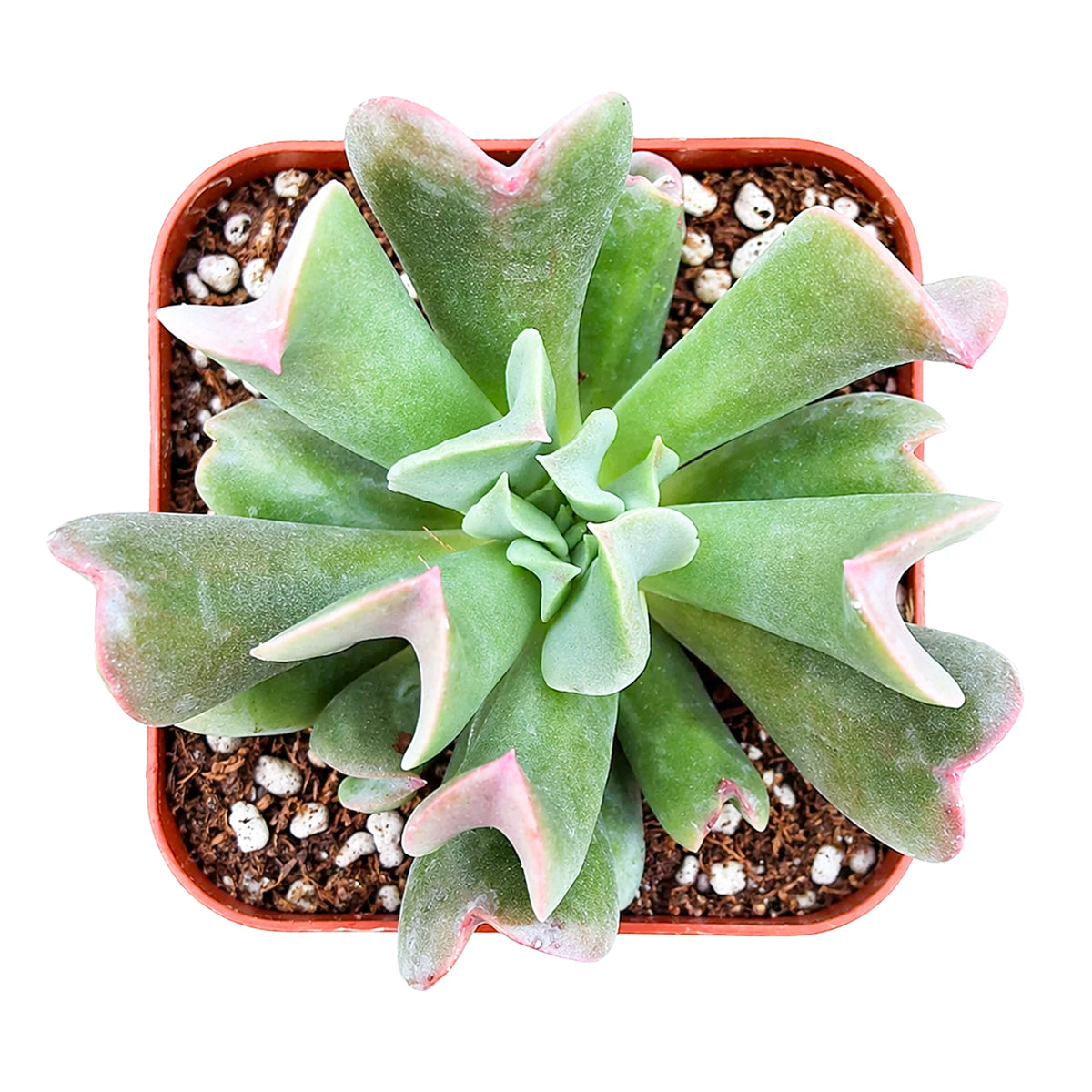 Echeveria Dark Vader