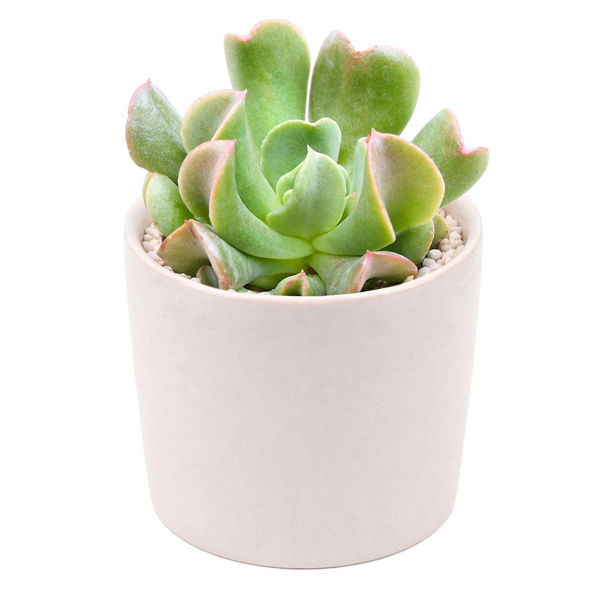 Echeveria Dark Vader