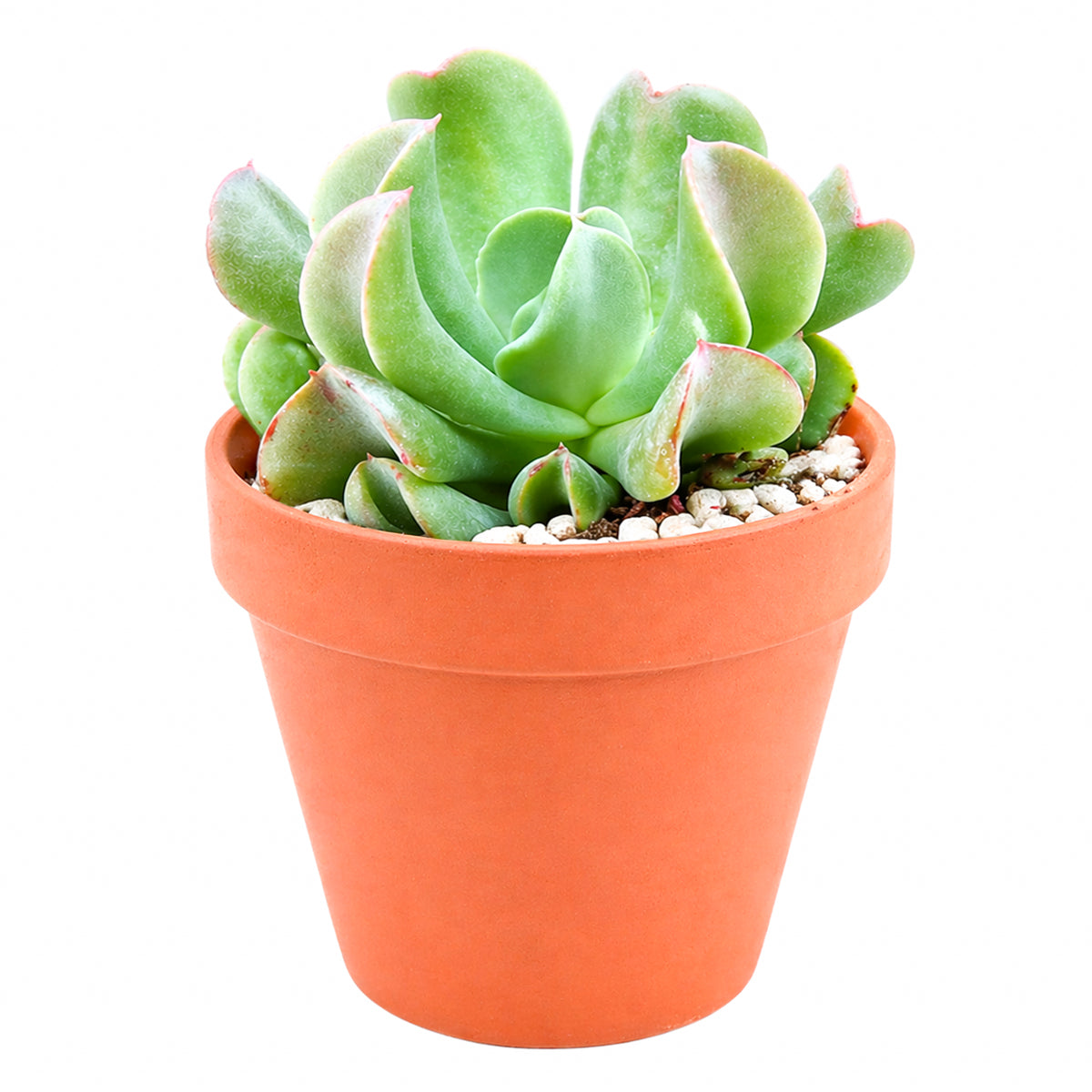 Echeveria Dark Vader