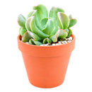 Echeveria Dark Vader