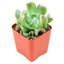 Echeveria Dark Vader
