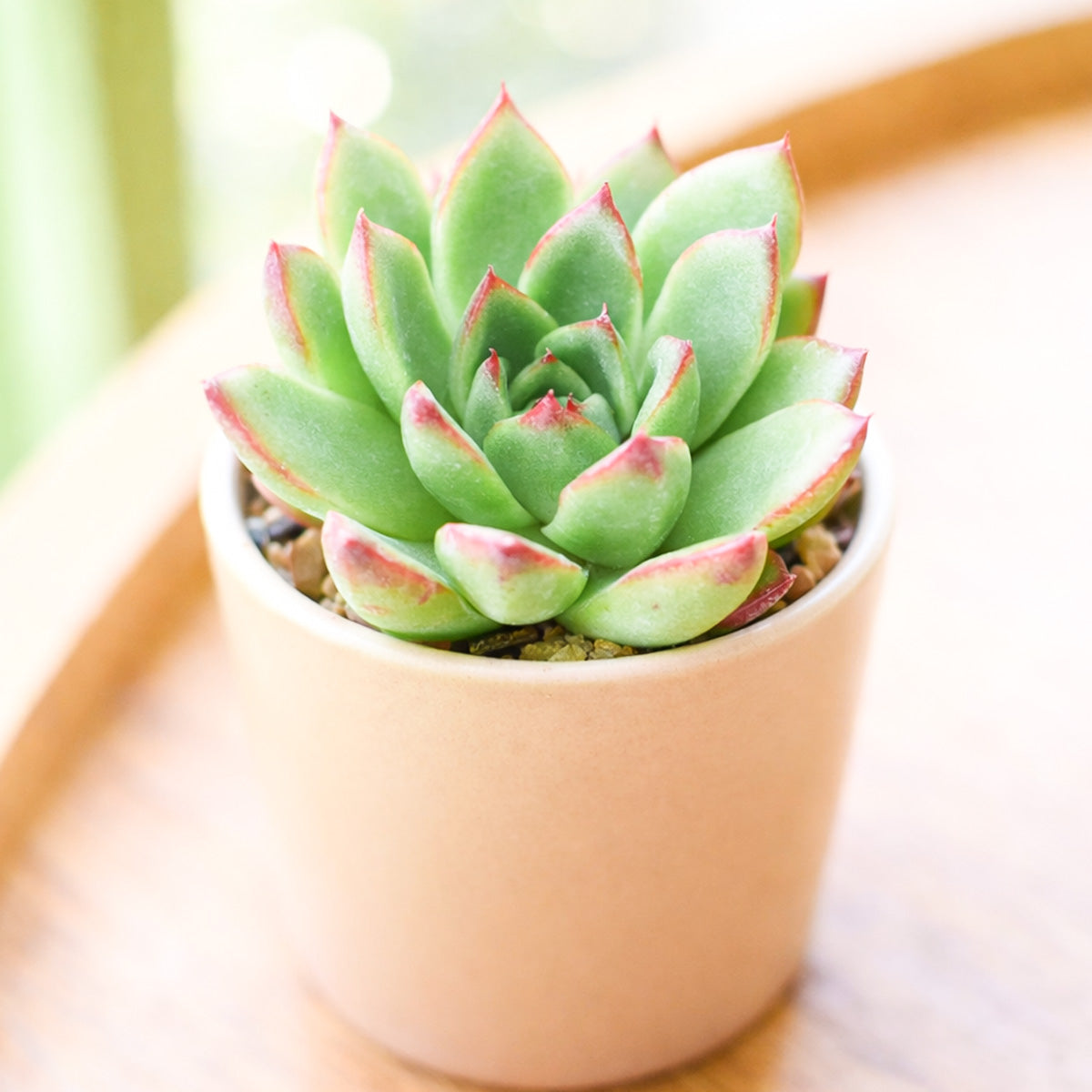 2 inch Echeveria 'Fiesta', green succulents, indoor succulents, succulent care guide, buy succulents online