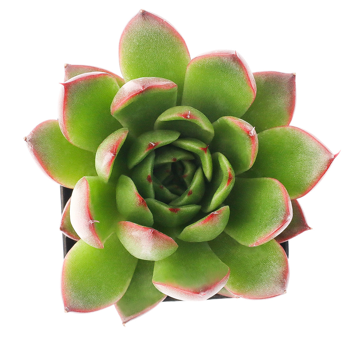 2 inch Echeveria 'Fiesta', green succulents, indoor succulents, succulent care guide, buy succulents online